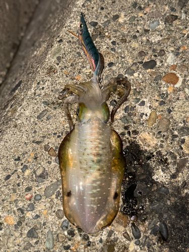 アオリイカの釣果
