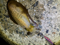アオリイカの釣果