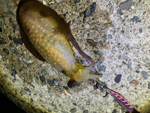 アオリイカの釣果