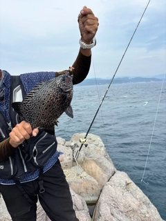 イシガキダイの釣果