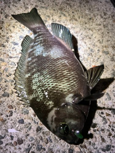 グレの釣果