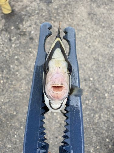 イシダイの釣果