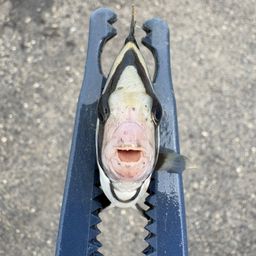 イシダイ