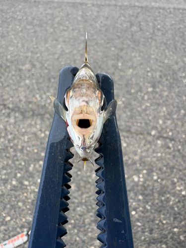 ヒイラギの釣果