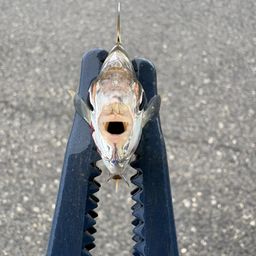 ヒイラギ