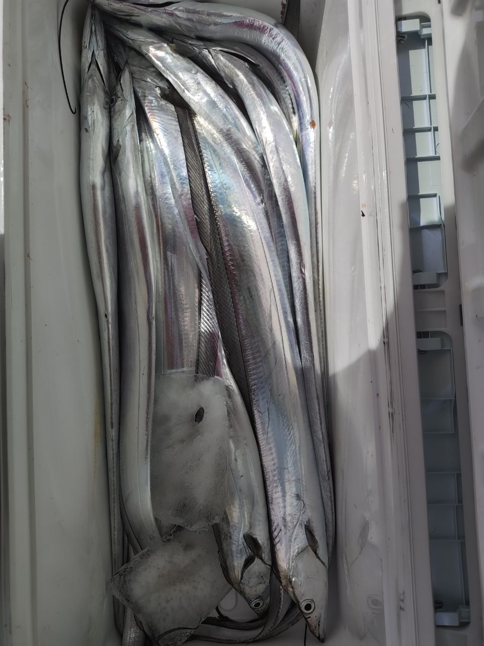 タチウオ