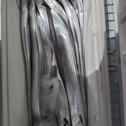 タチウオ