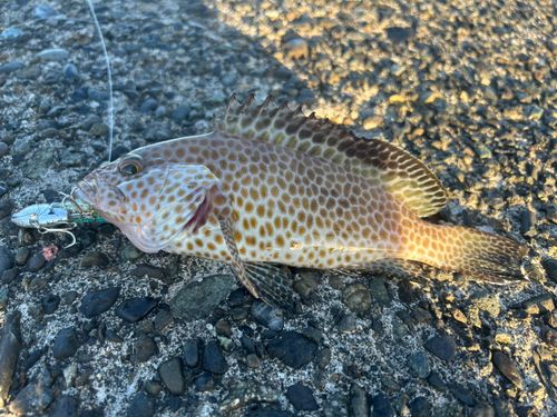 オオモンハタの釣果