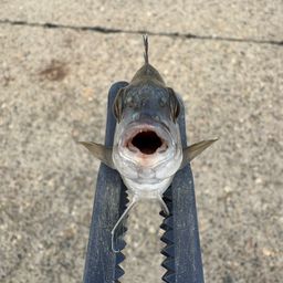 クロダイ