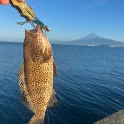 オオモンハタ