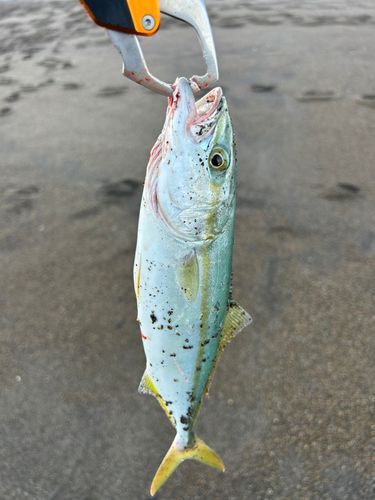 上下浜