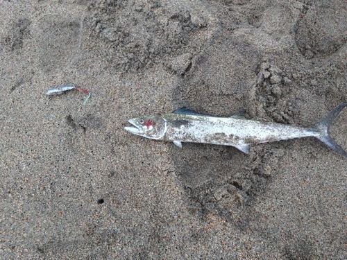 サゴシの釣果