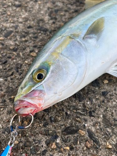 ツバイソの釣果