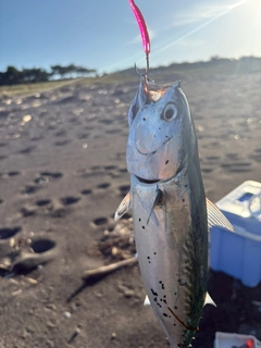 ヒラソウダの釣果