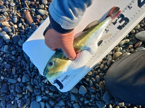 フグの釣果