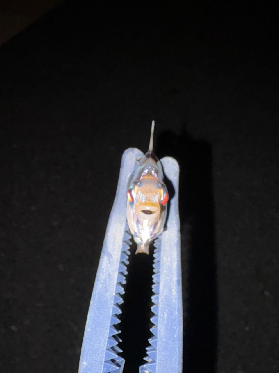 ヒイラギ