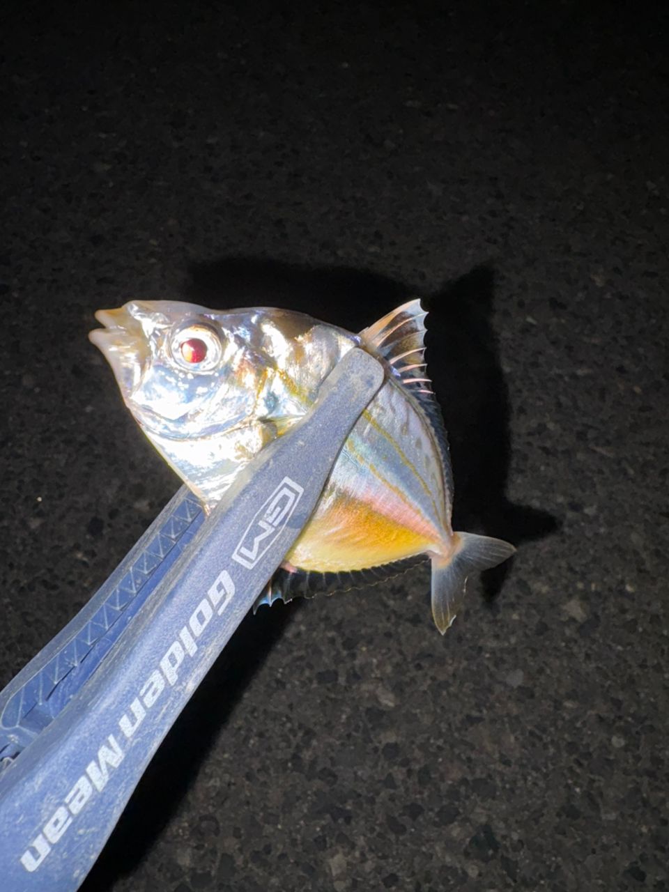 ヒイラギ