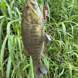 スモールマウスバス