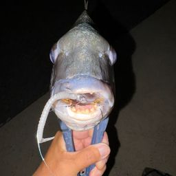 クロダイ