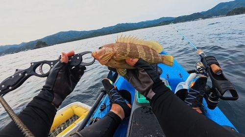 アオハタの釣果