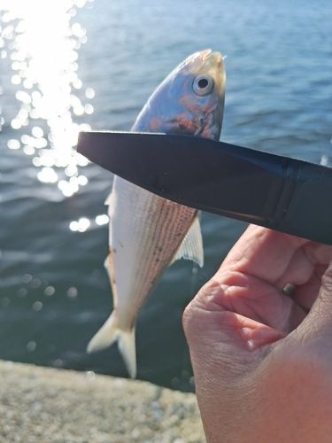 コノシロの釣果