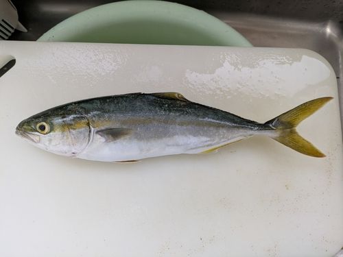 ツバイソの釣果