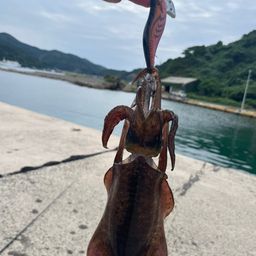 アオリイカ