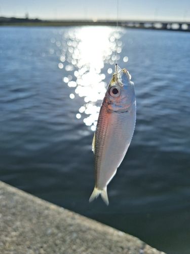 サッパの釣果