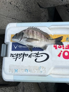 クロダイの釣果