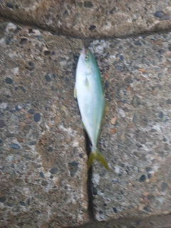 イナダの釣果