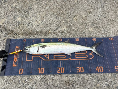 サゴシの釣果