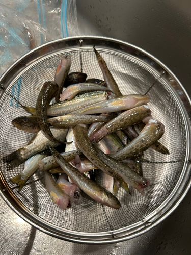 衣浦湾