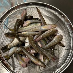 マハゼ