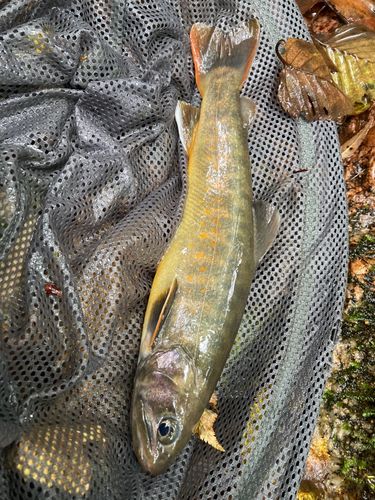 ヤマトイワナの釣果