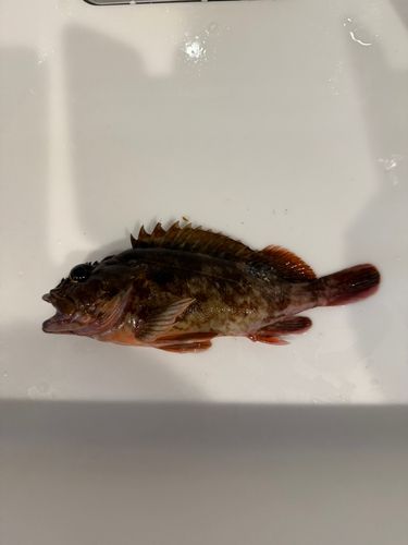カサゴの釣果