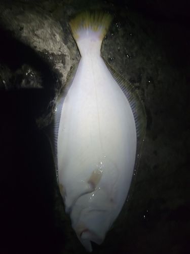 ヒラメの釣果