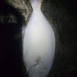 ヒラメ