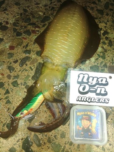 アオリイカの釣果