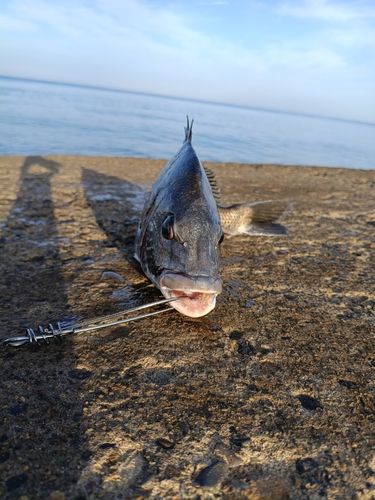 チヌの釣果