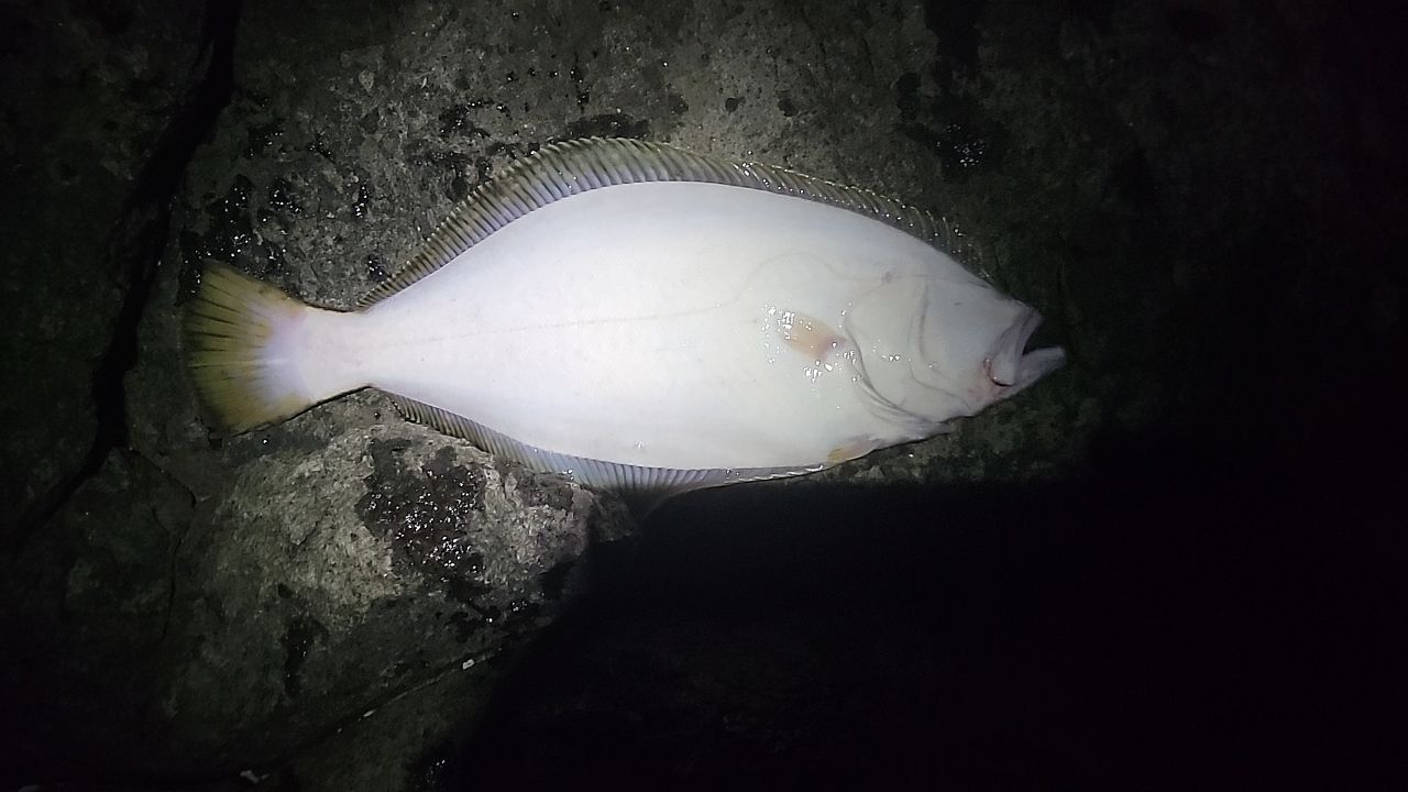 ヒラメ