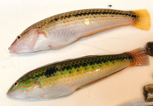 ベラの釣果