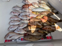 マダイの釣果