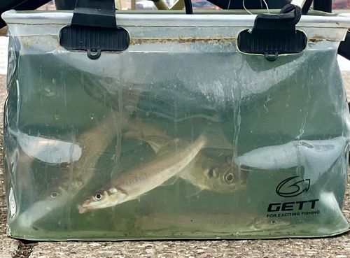 シロギスの釣果