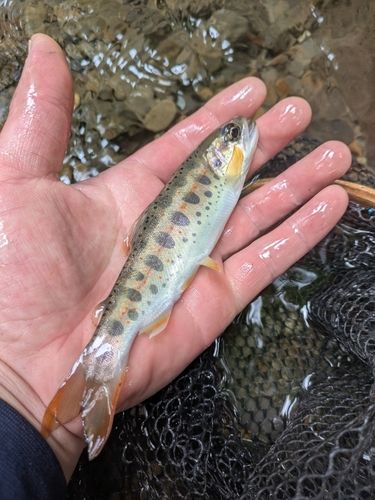 アマゴの釣果