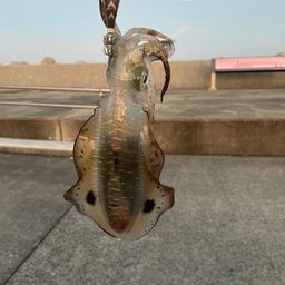 アオリイカ