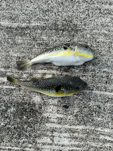 クサフグの釣果