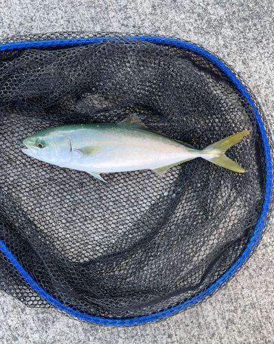 ツバスの釣果