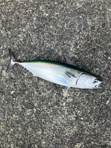 ソウダガツオの釣果