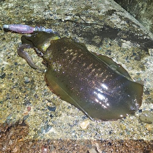 越前海岸