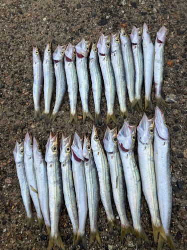 アカカマスの釣果